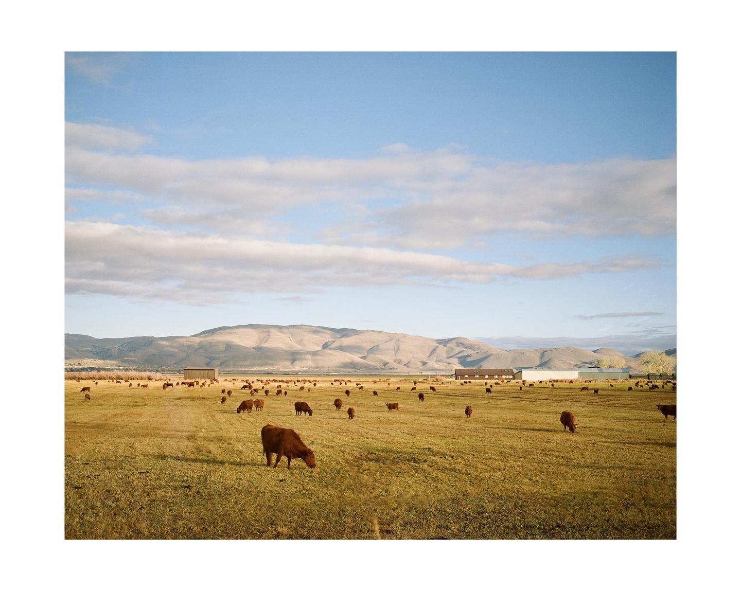 A herd of cattle grazes in a vast field with mountains and buildings in the background under a partly cloudy sky.