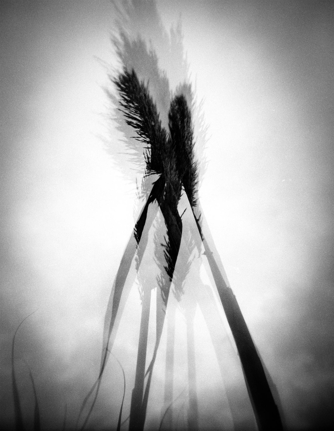 Multiple exposures of tall grass with feathery tops are silhouetted against a bright sky.