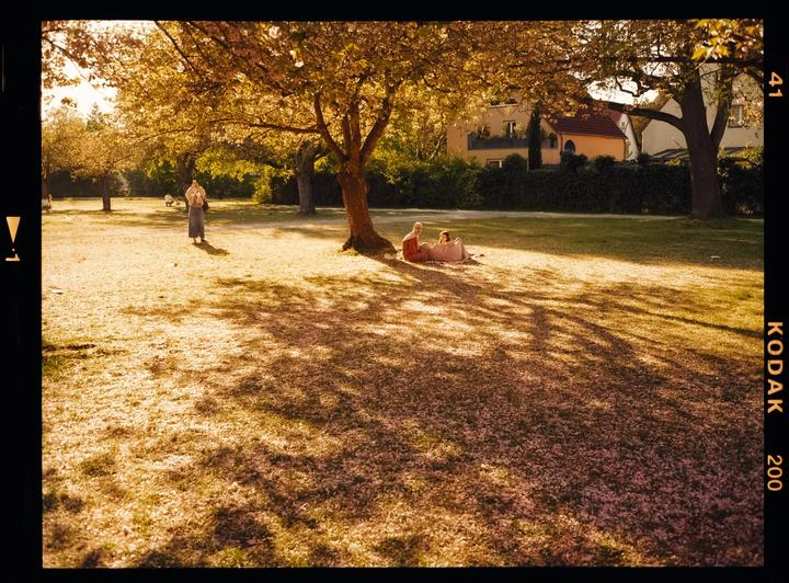 Three people are in a park with a tree casting shadows on the ground covered in petals.