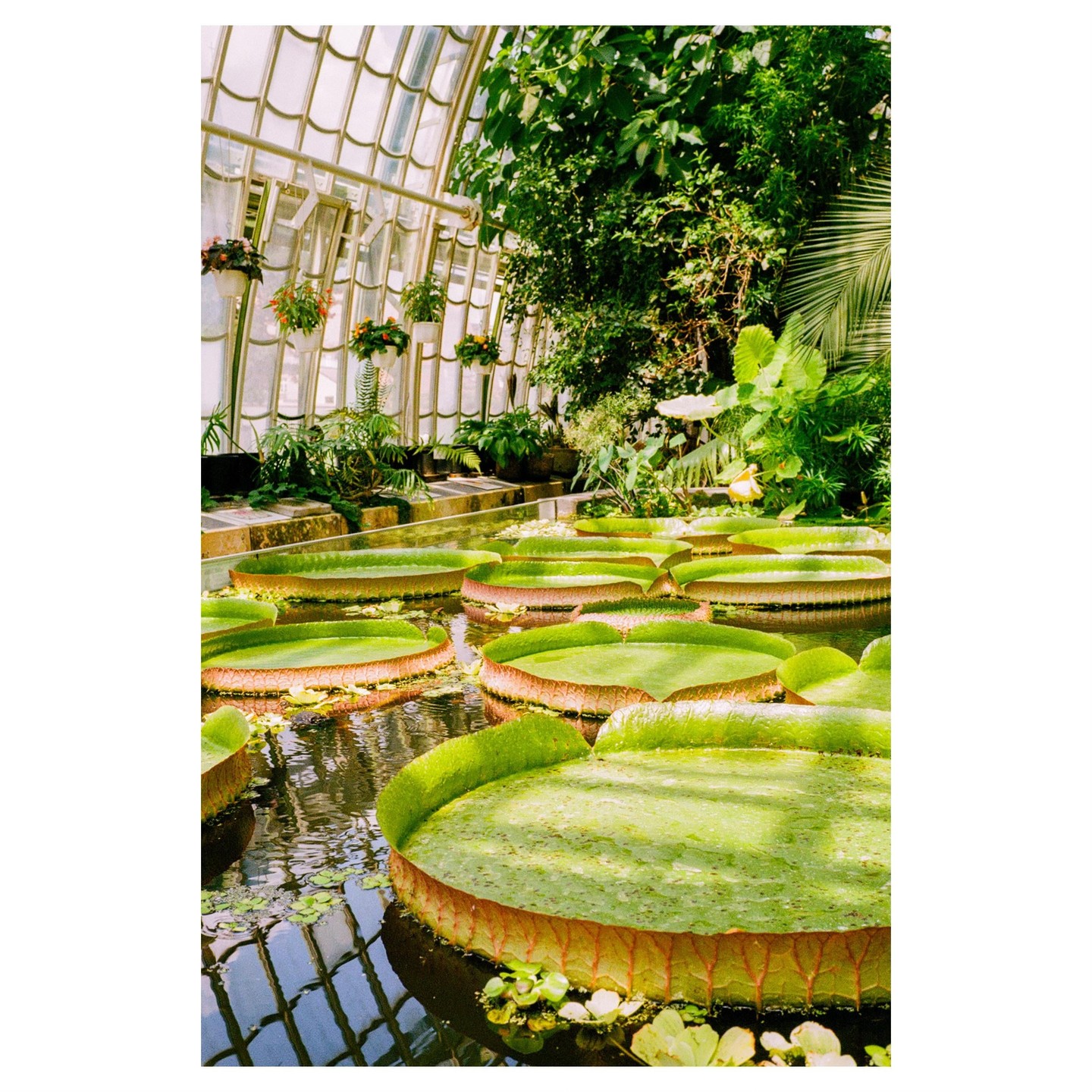 Giant water lilies float in a pond inside a greenhouse.