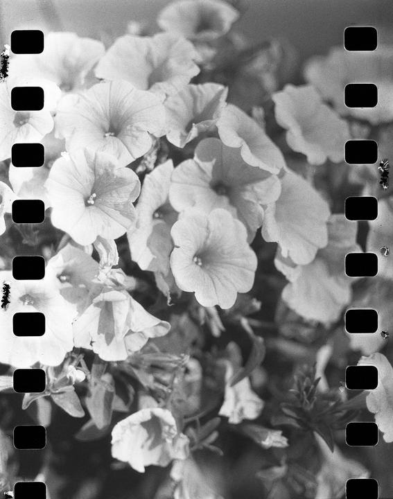 A close-up shot shows many flowers with film sprockets visible on both sides.