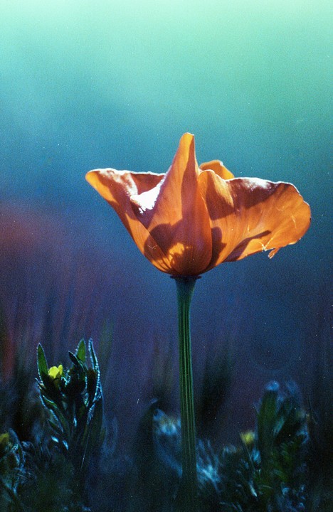 An orange poppy is backlit against a teal and blue background.