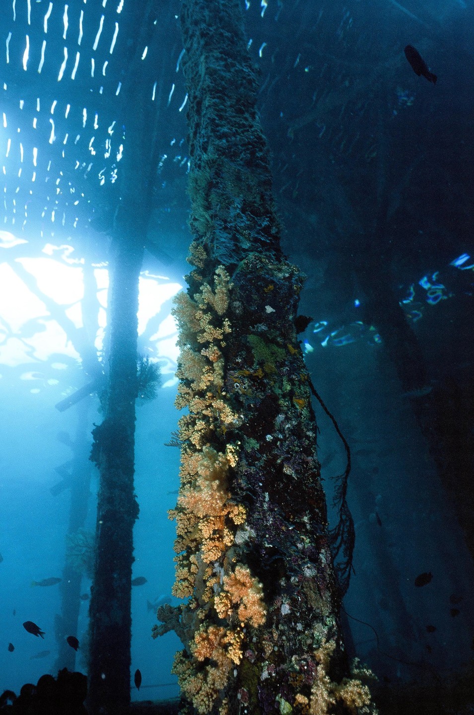 A coral-covered pillar stands in clear blue water with light rays shining from above.