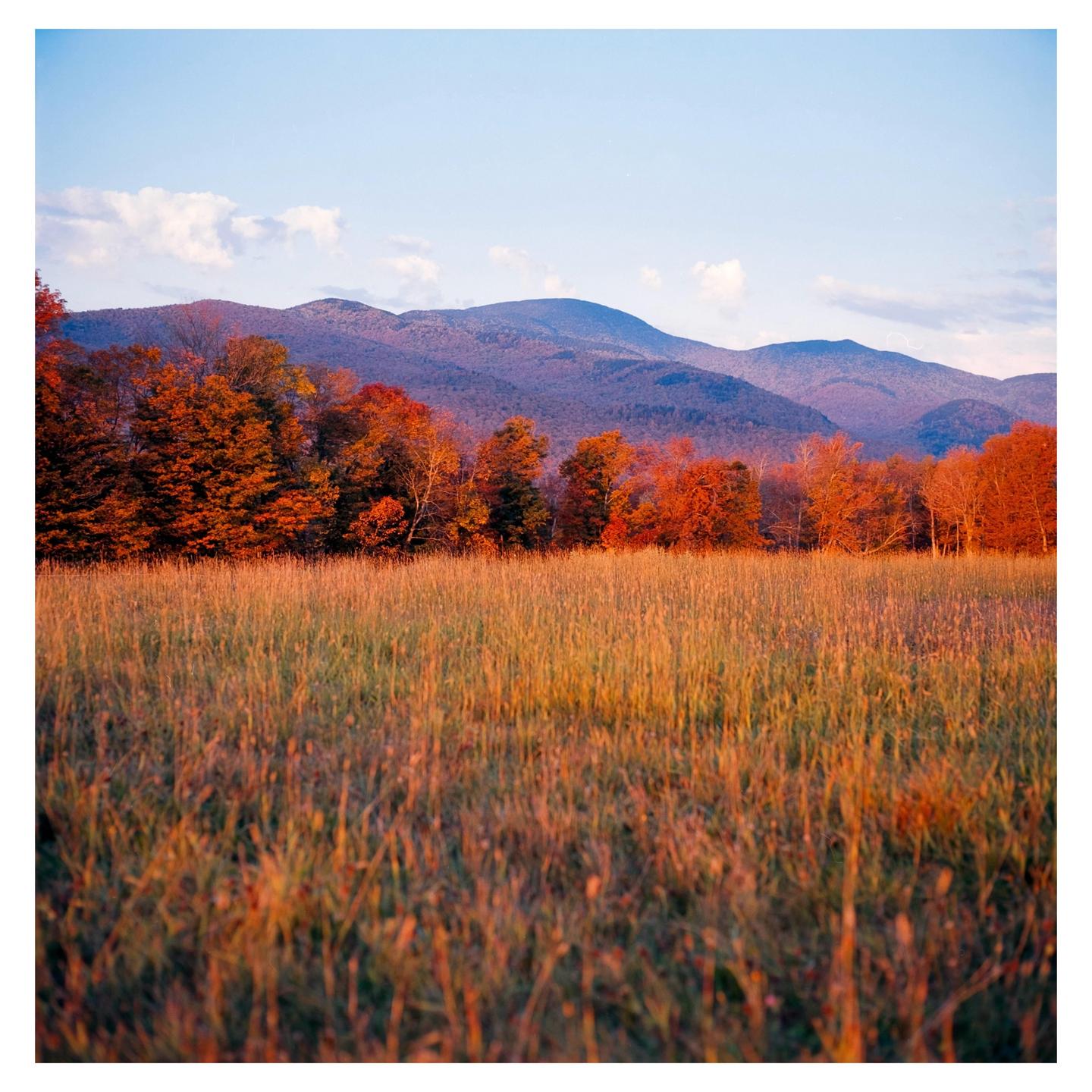 A field of tall grass sits in front of a line of autumn trees with mountains in the distance under a blue sky.