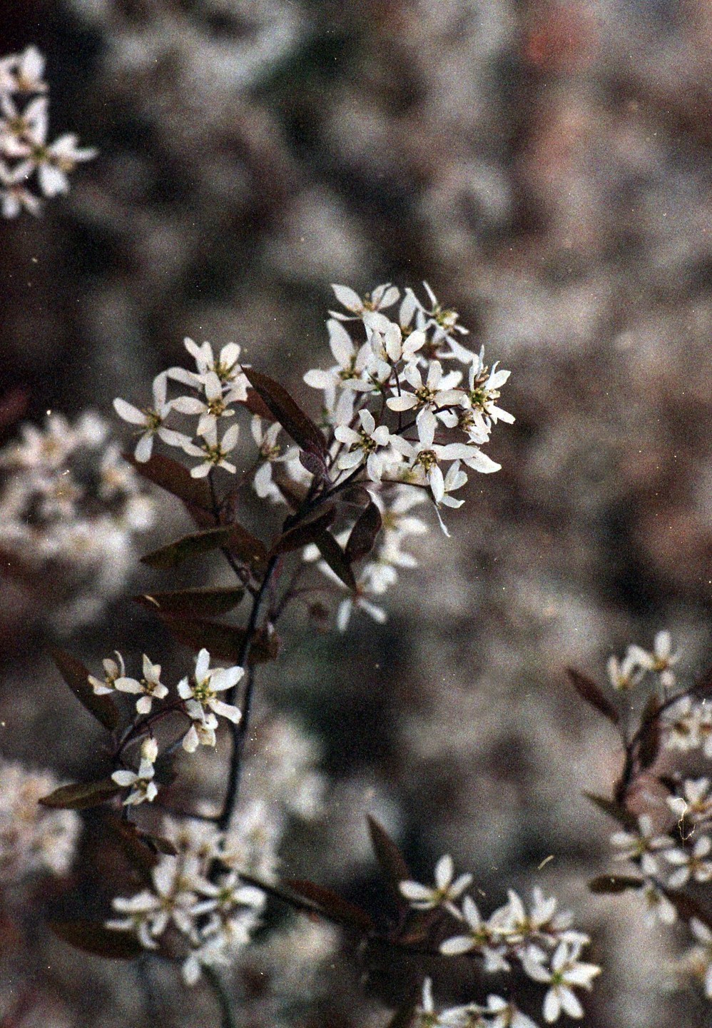 A cluster of small white flowers with dark leaves is in focus against a blurred background.