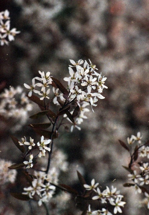 A cluster of small white flowers with dark leaves is in focus against a blurred background.