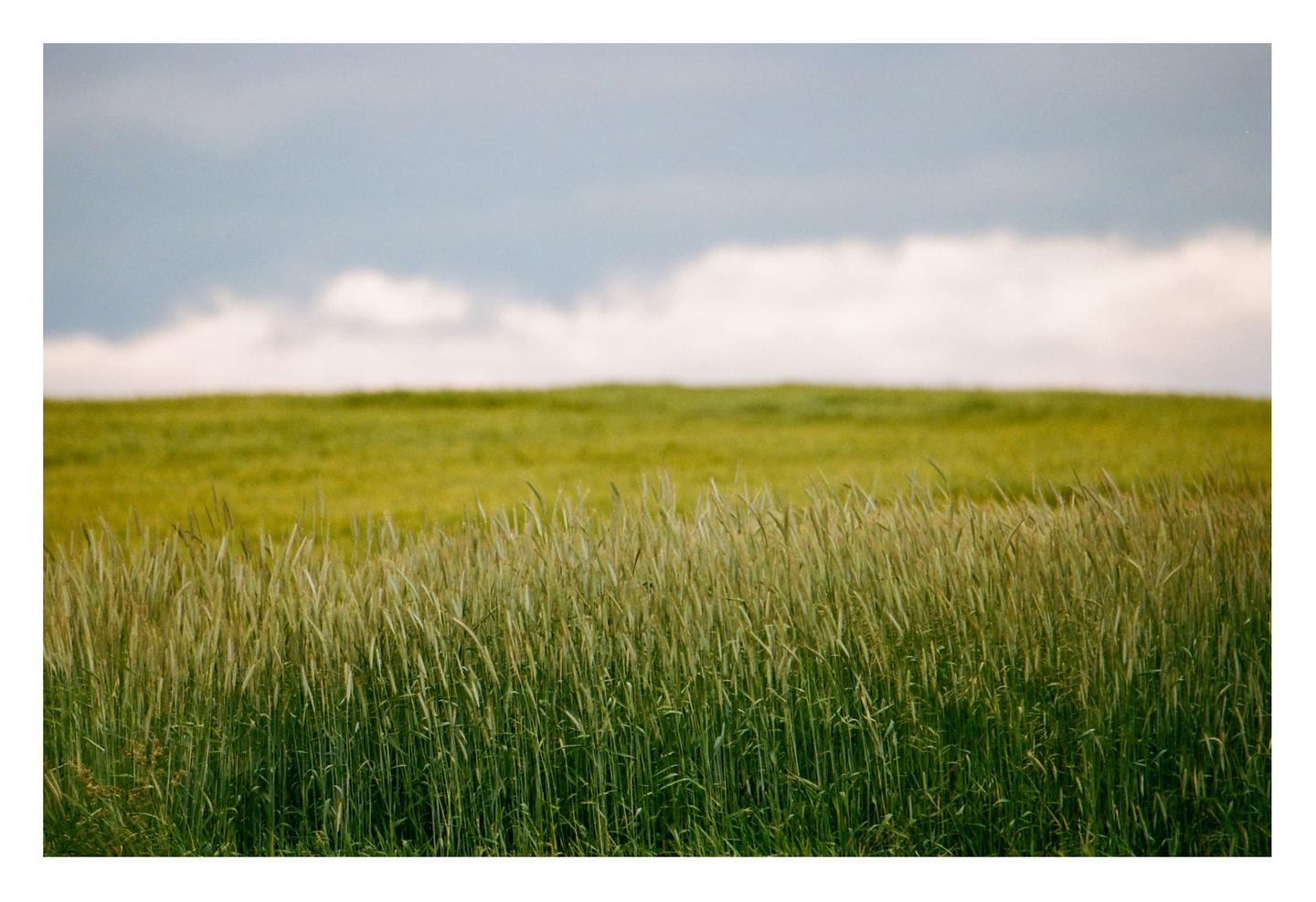 A field of tall green grass and wheat stretches under a cloudy sky.