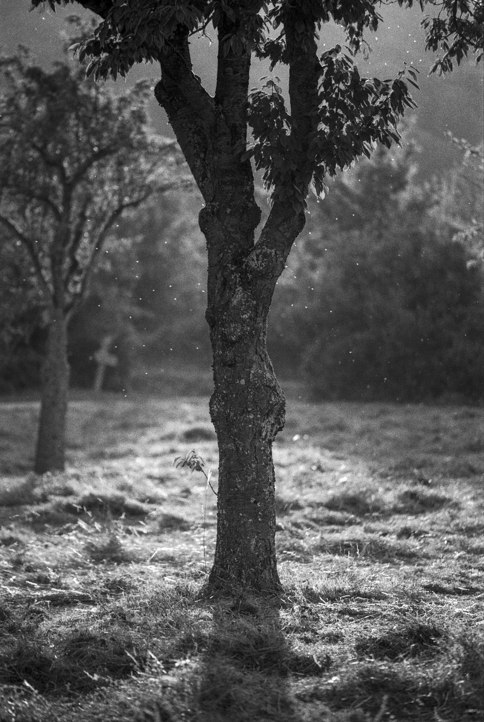 A tree trunk stands in a field with another tree in the background and small specks of light floating in the air.