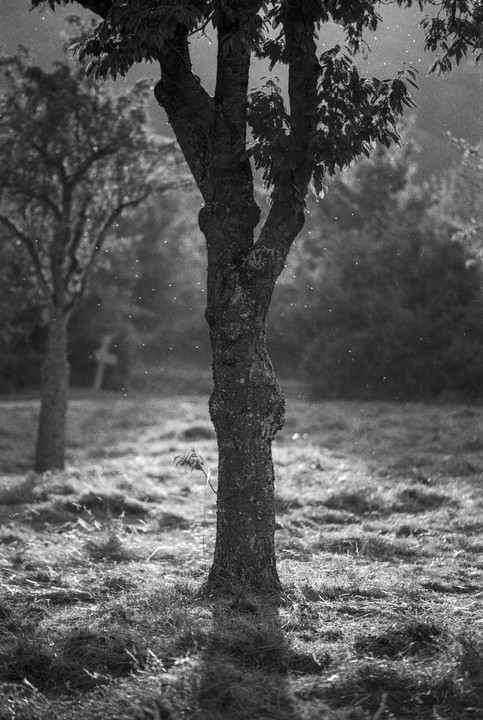 A tree trunk stands in a field with another tree in the background and small specks of light floating in the air.