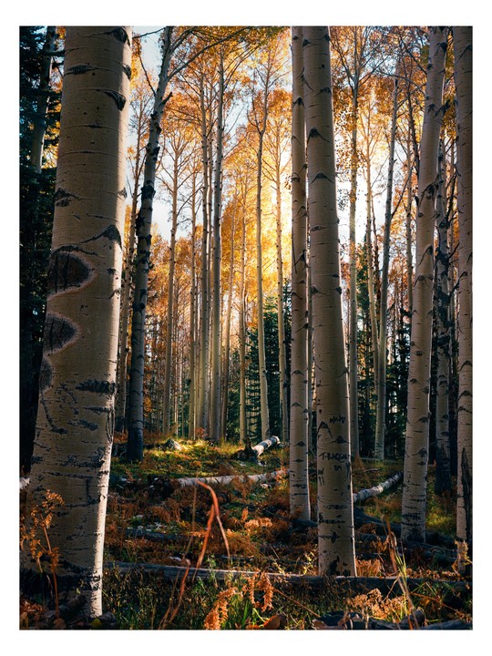 Sunlight illuminates a forest of tall, slender trees with golden autumn foliage.