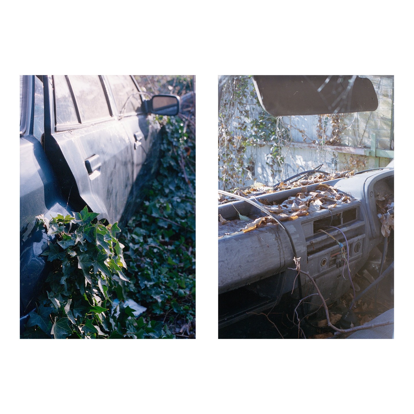 Two images show an abandoned vehicle, one of its exterior covered in ivy and the other of its dashboard covered in autumn leaves.