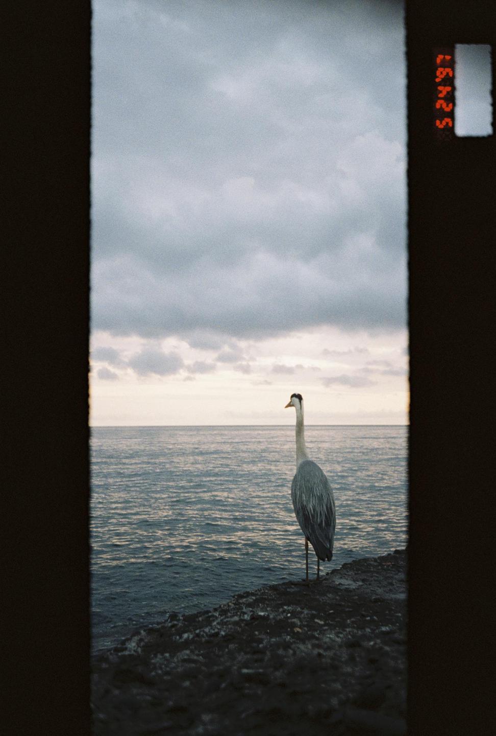 A heron stands on a rocky shore looking out at the Mediterranean Sea under a cloudy sky.