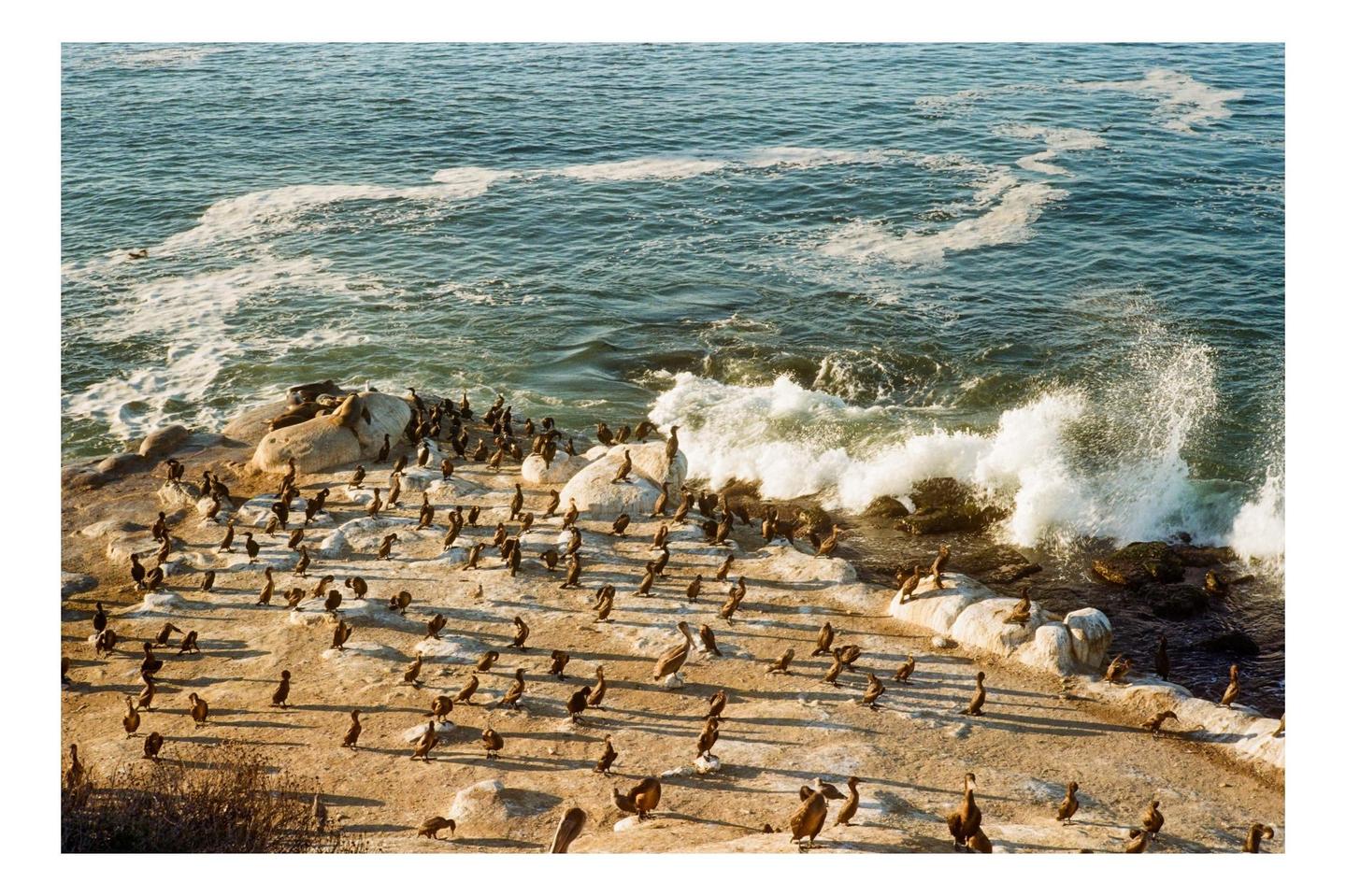 A large group of seabirds and sea lions are gathered on a rocky shore as waves crash against the rocks.