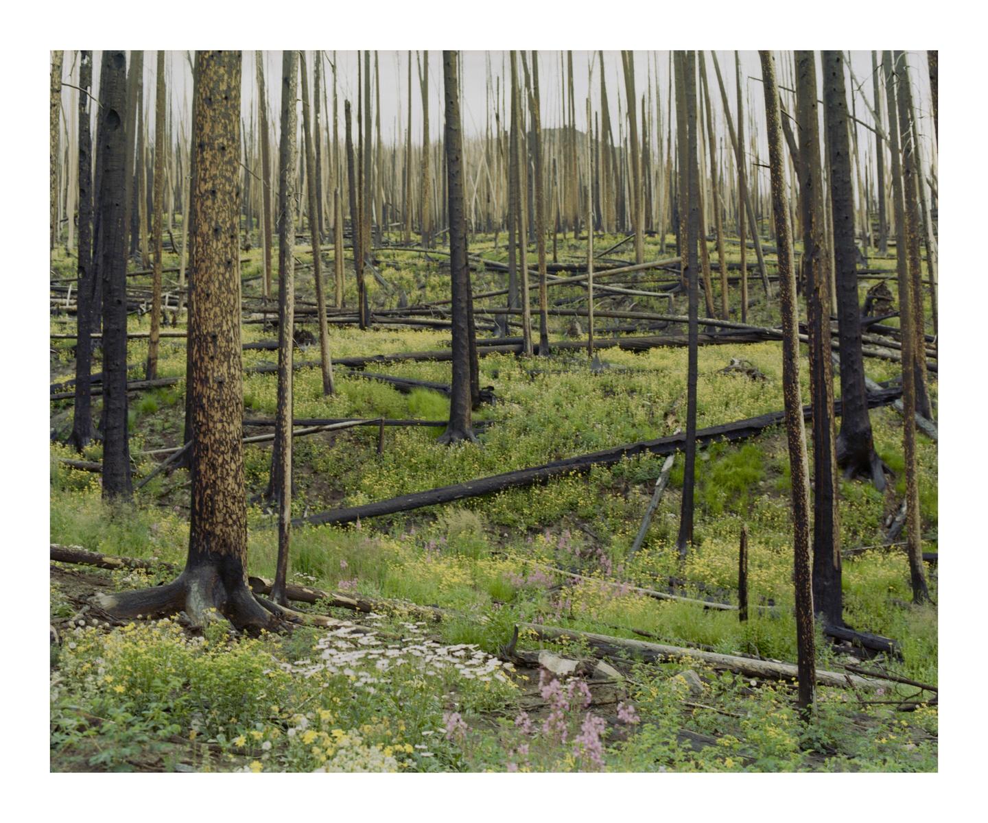 A forest of charred tree trunks stands amidst a field of green grass and wildflowers.
