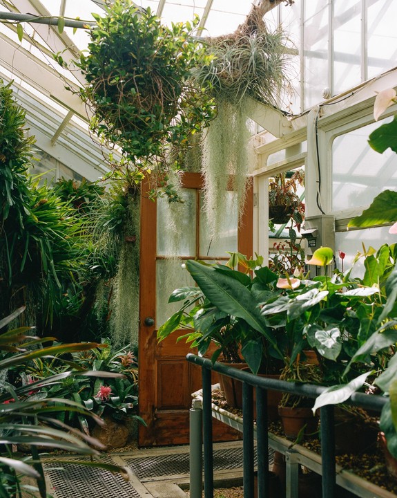 A wooden door is surrounded by lush green plants in a greenhouse.