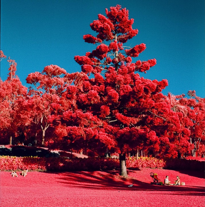A large red tree stands in a park with red grass and a bright blue sky, with two people sitting on the ground and two dogs in the distance.
