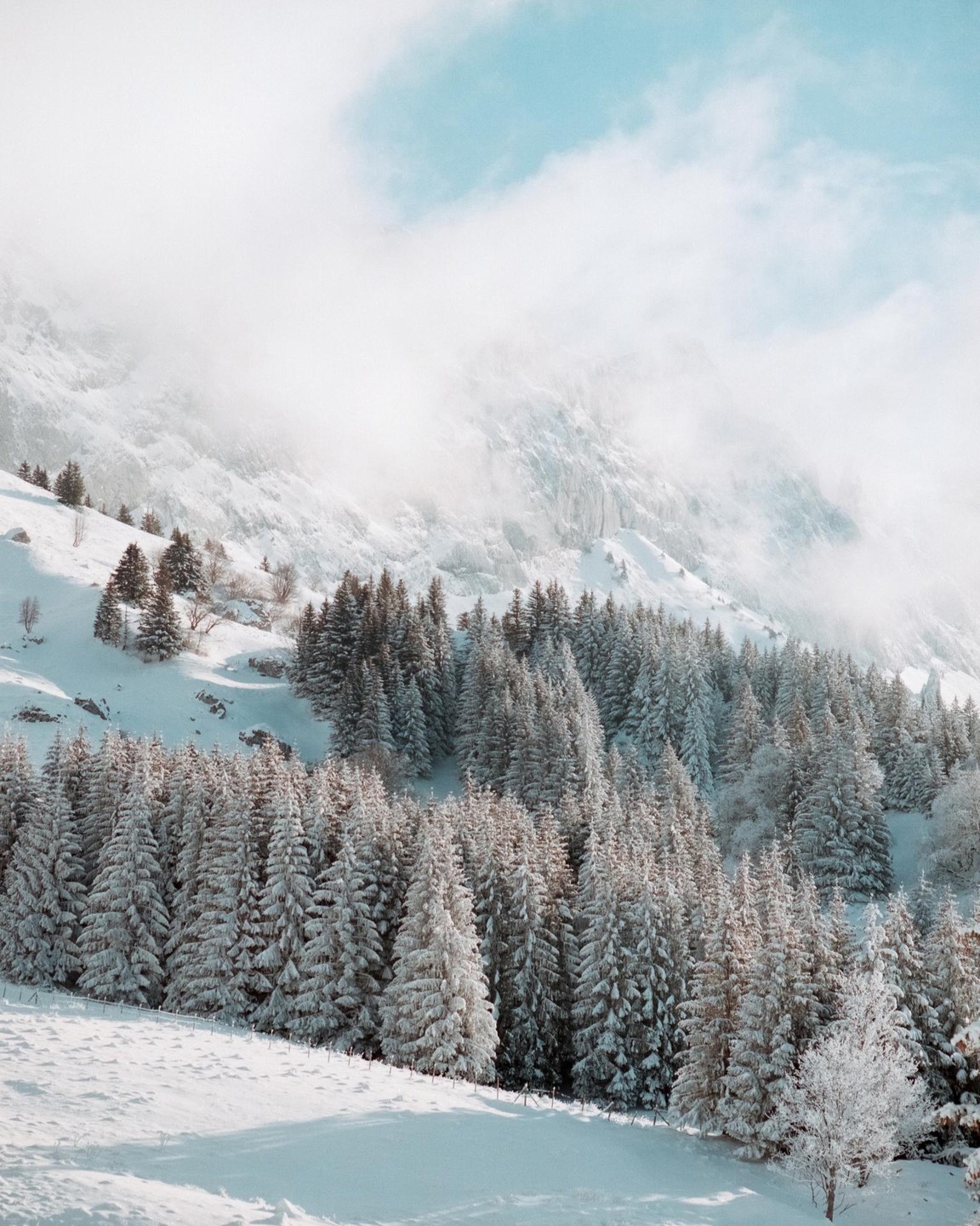 A snow-covered forest of pine trees sits at the base of a hazy mountain.
