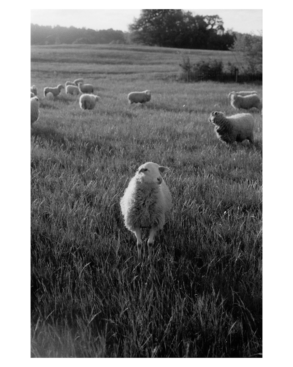 A sheep stands in a field of tall grass with other sheep in the background.