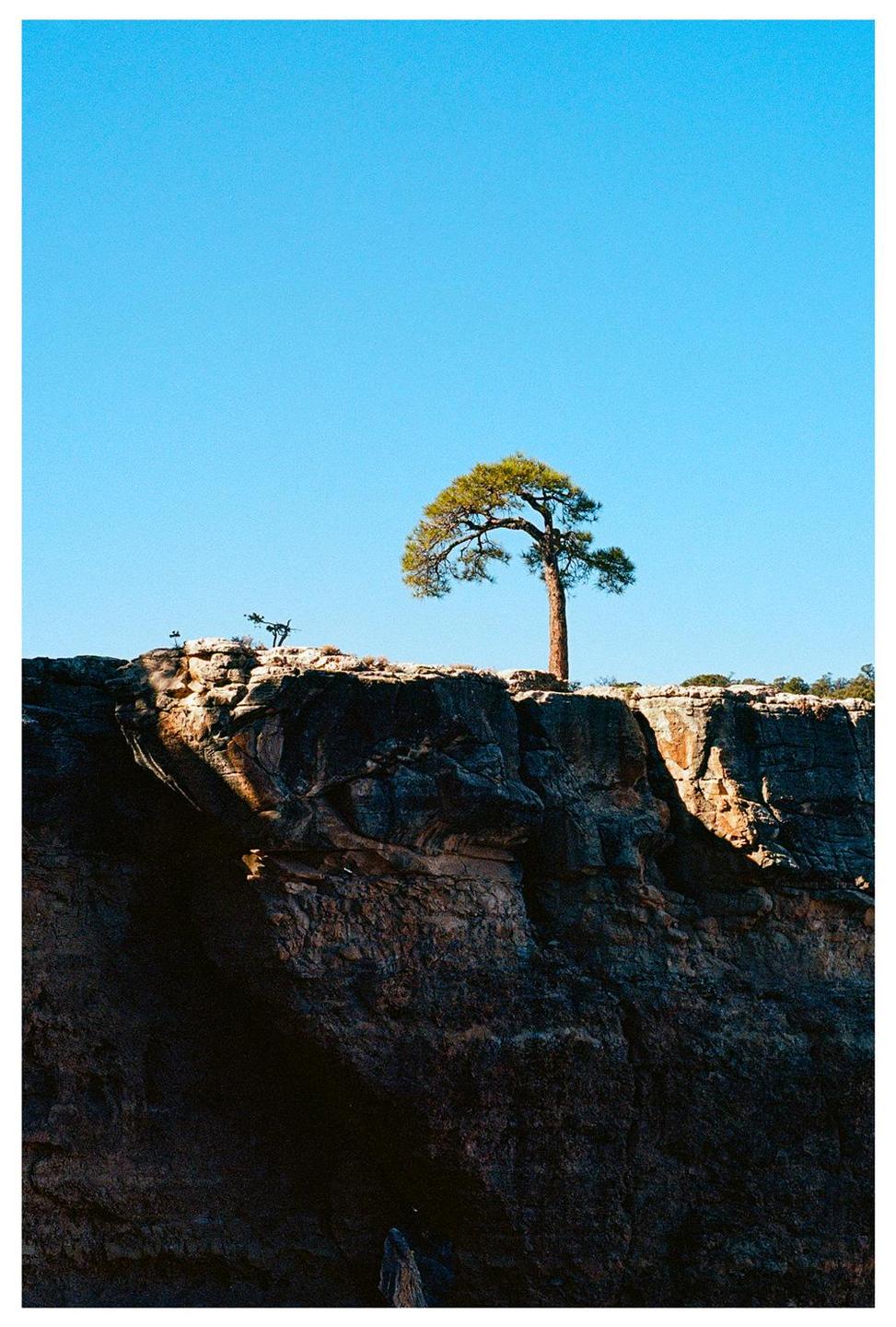 A single pine tree stands on a rocky cliff under a clear blue sky.