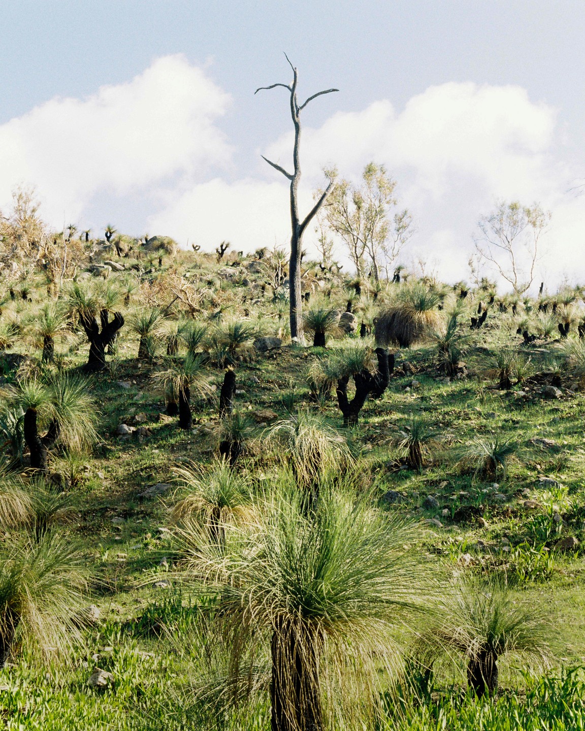 A dead tree stands tall among a hillside covered in grass trees and green foliage under a cloudy sky.