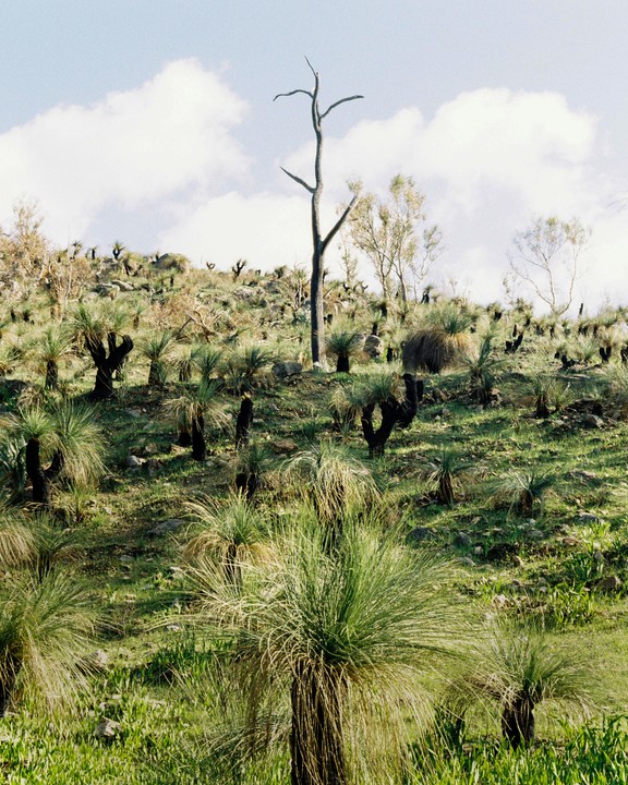 A dead tree stands tall among a hillside covered in grass trees and green foliage under a cloudy sky.