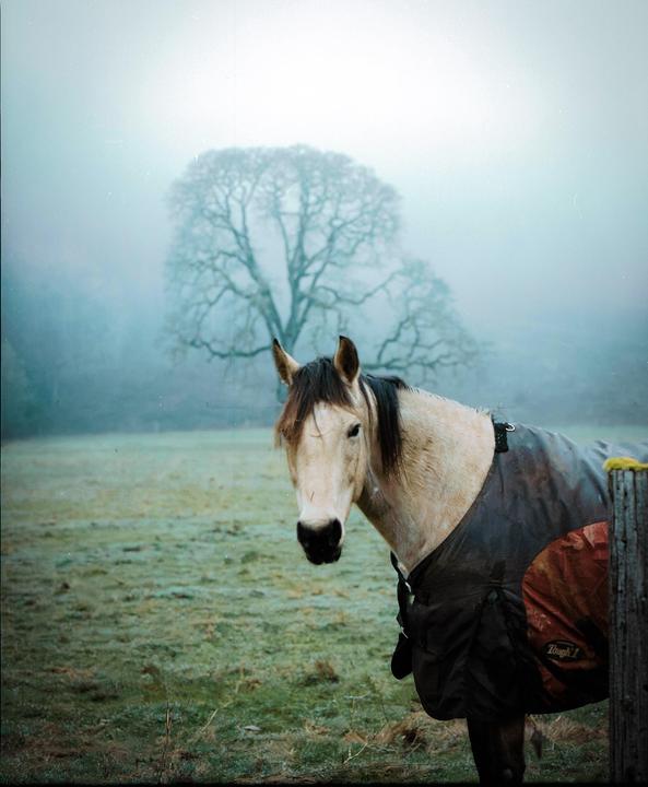 A horse wearing a blanket stands in a misty field with a bare tree in the background.