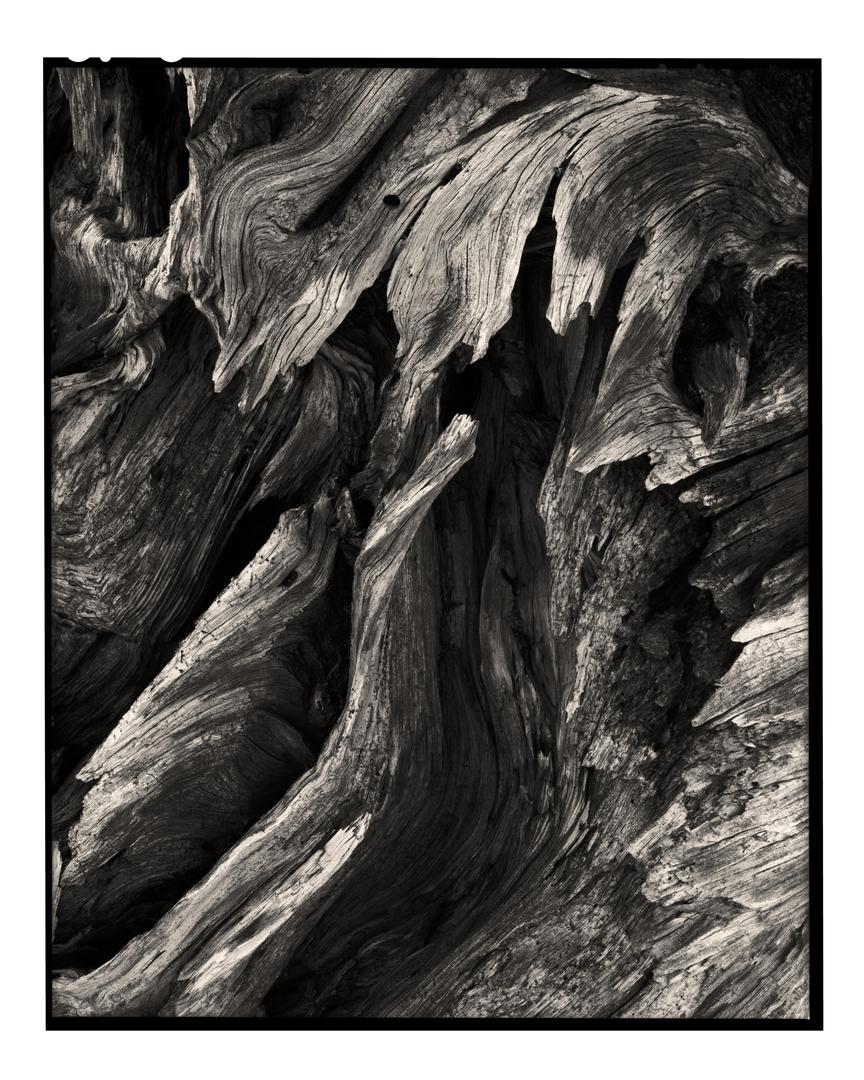 Weird little closeups with the big camera (8x10 HP5+, Chamonix Alpinist X), shot on CHAMONIX 810 ALPINIST X