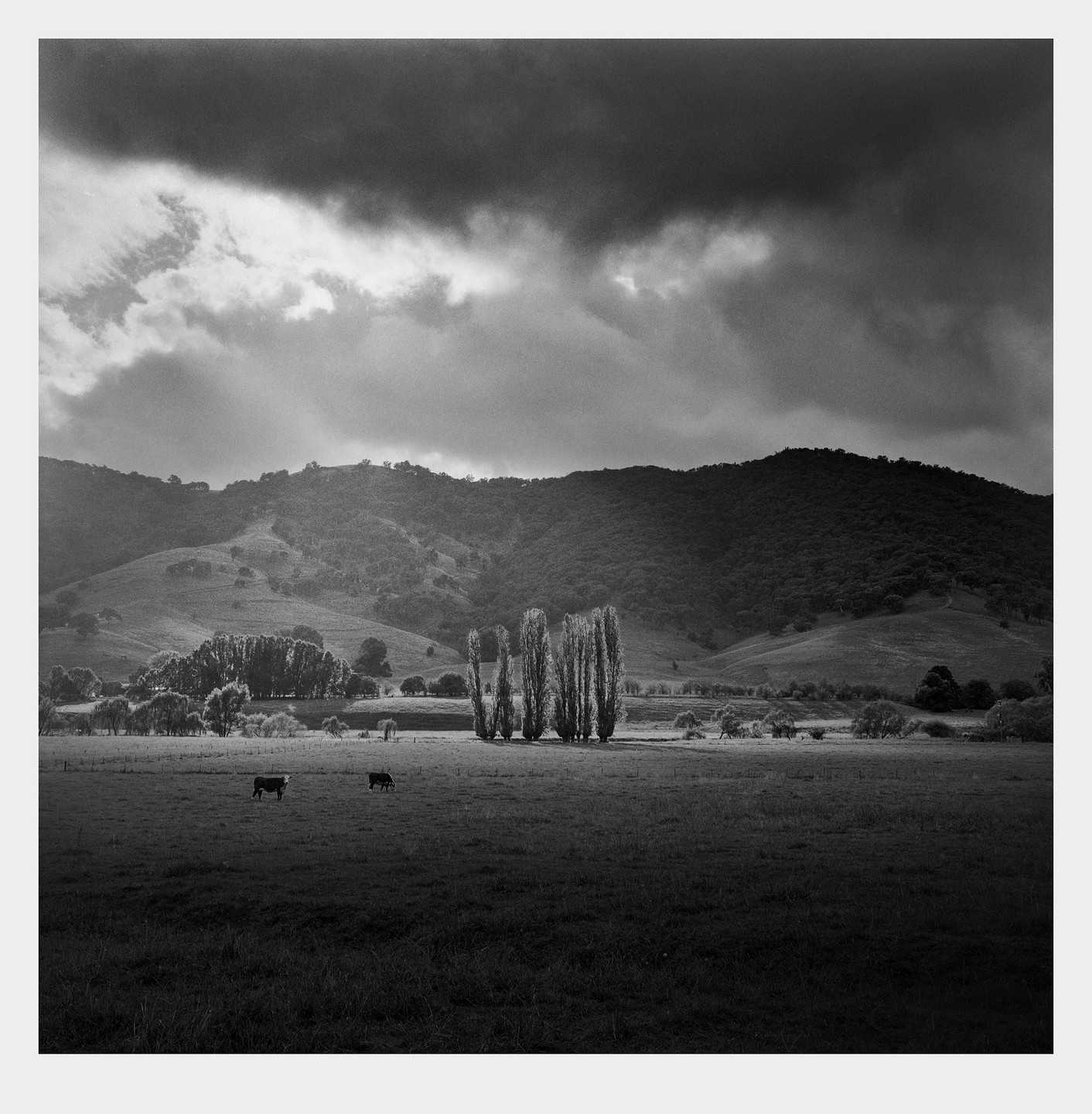 Two cows graze in a field with tall trees and rolling hills under a dramatic cloudy sky.