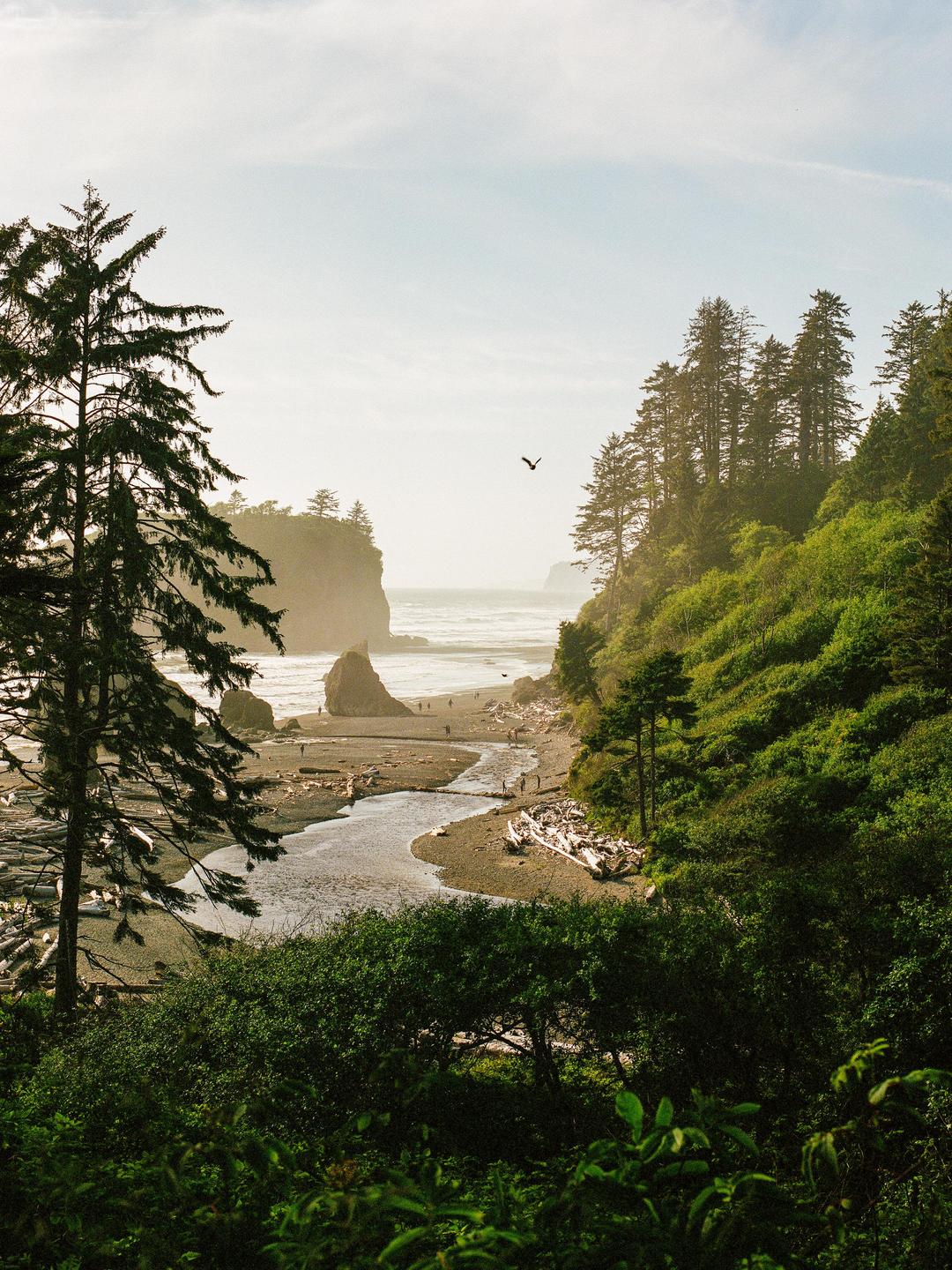 A bird flies over a beach with a river, driftwood, and people, surrounded by lush green trees and cliffs.