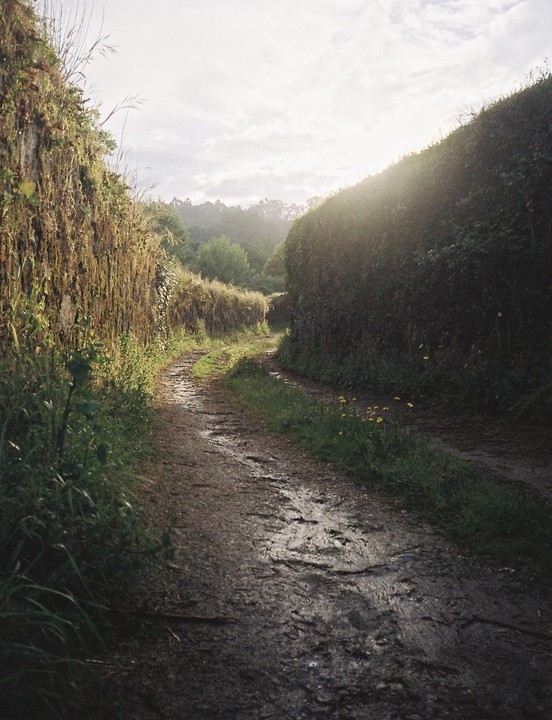 A narrow, winding dirt path is visible between two tall, overgrown walls of vegetation with sunlight shining through the trees in the distance.