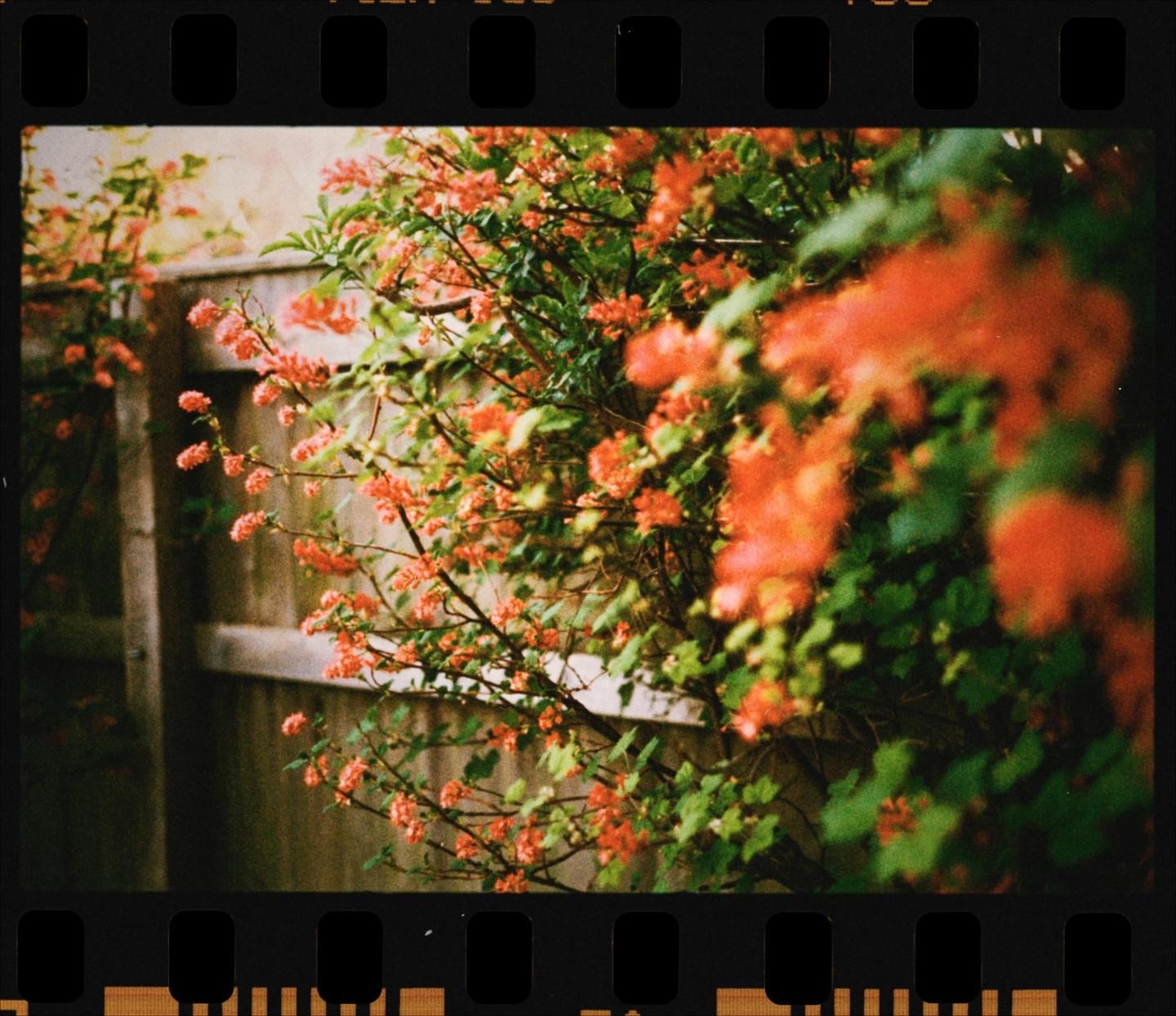 A wooden fence is partially obscured by a bush with small orange flowers and green leaves.