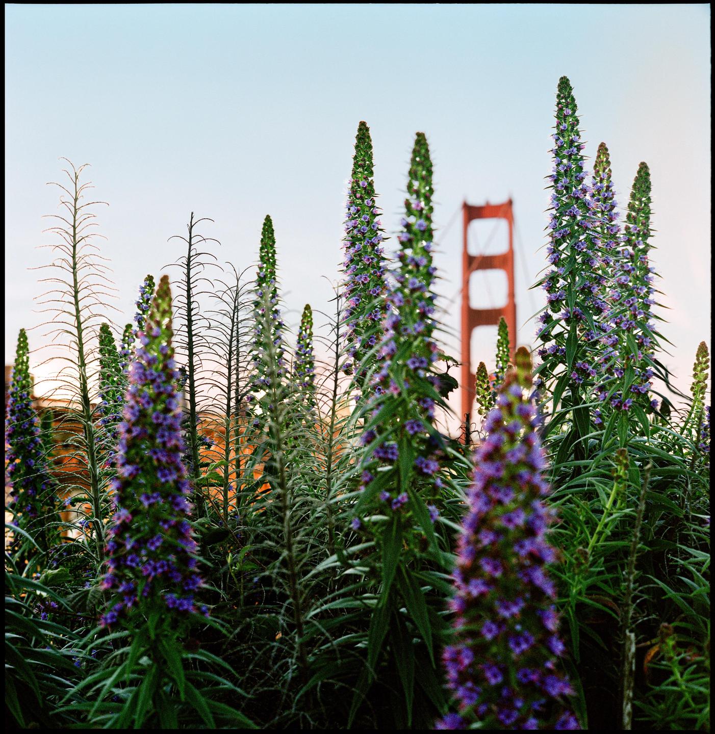Purple flowers stand tall in the foreground with the Golden Gate Bridge visible in the background.