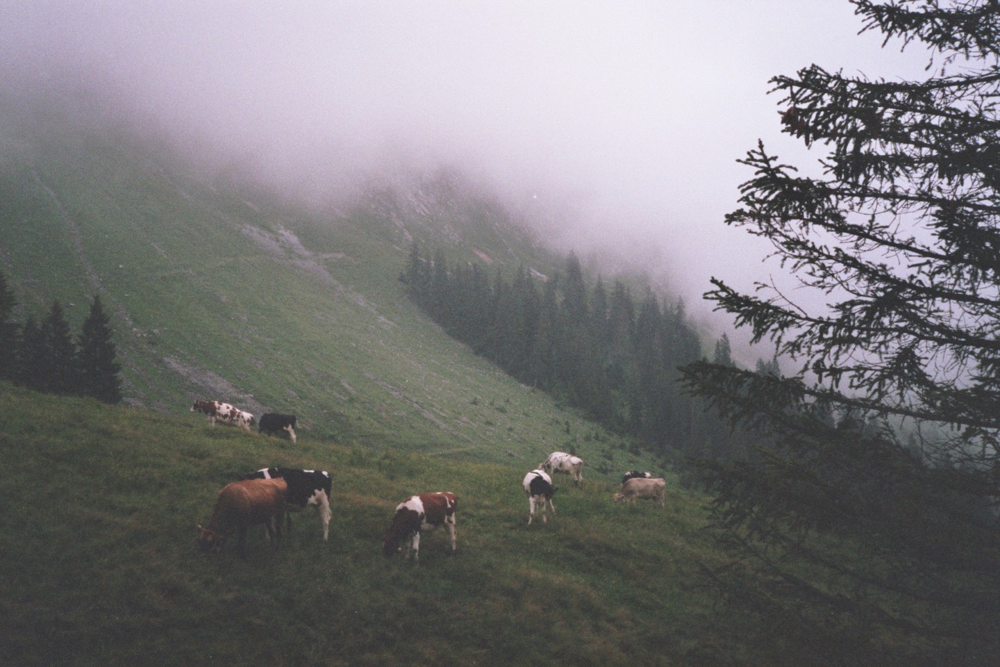 Cows graze on a foggy, tree-covered hillside.