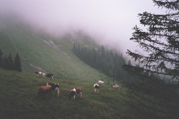 Cows graze on a foggy, tree-covered hillside.