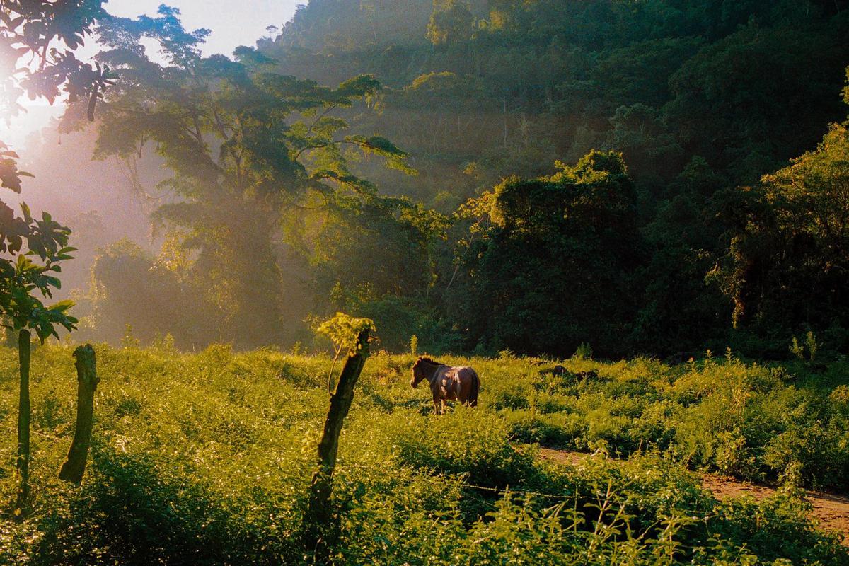 A horse stands in a sunlit field with a dense forest and mountain in the background.