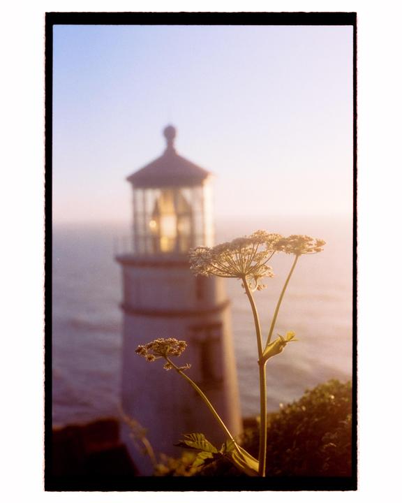 A plant with small white flowers stands in the foreground with a lighthouse and ocean in the background.