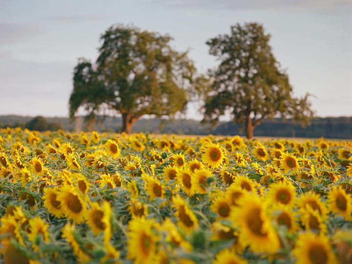 A field of sunflowers stretches towards two trees in the distance under a soft sky.