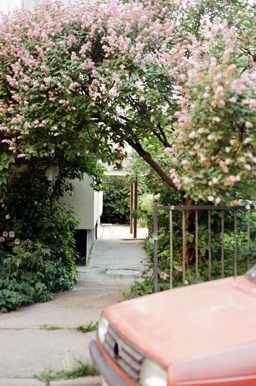 A red car is parked next to a sidewalk lined with lush green bushes and trees with pink blossoms.
