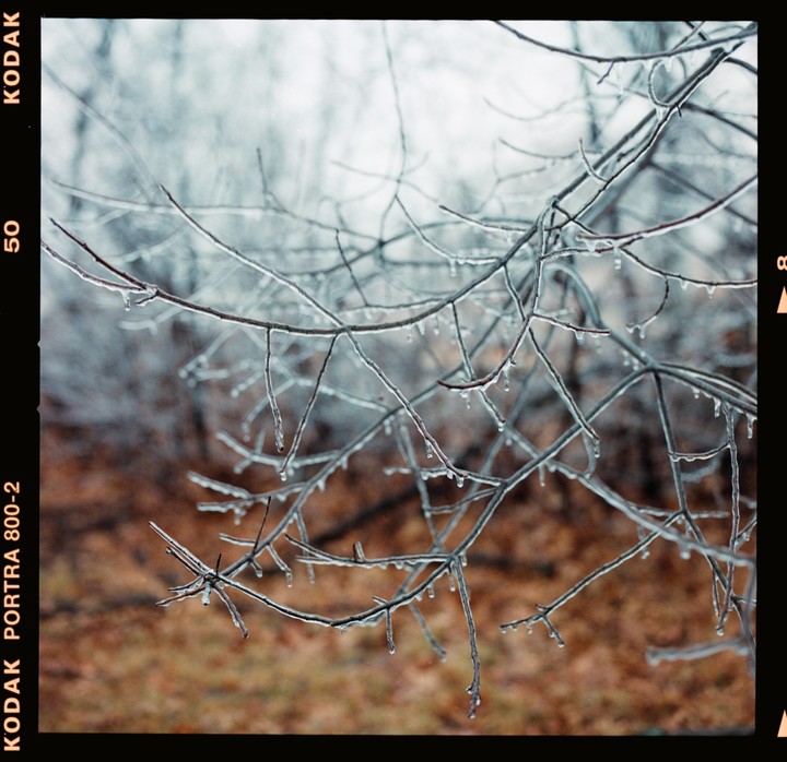Bare tree branches are covered in ice, with a blurred background of brown foliage.