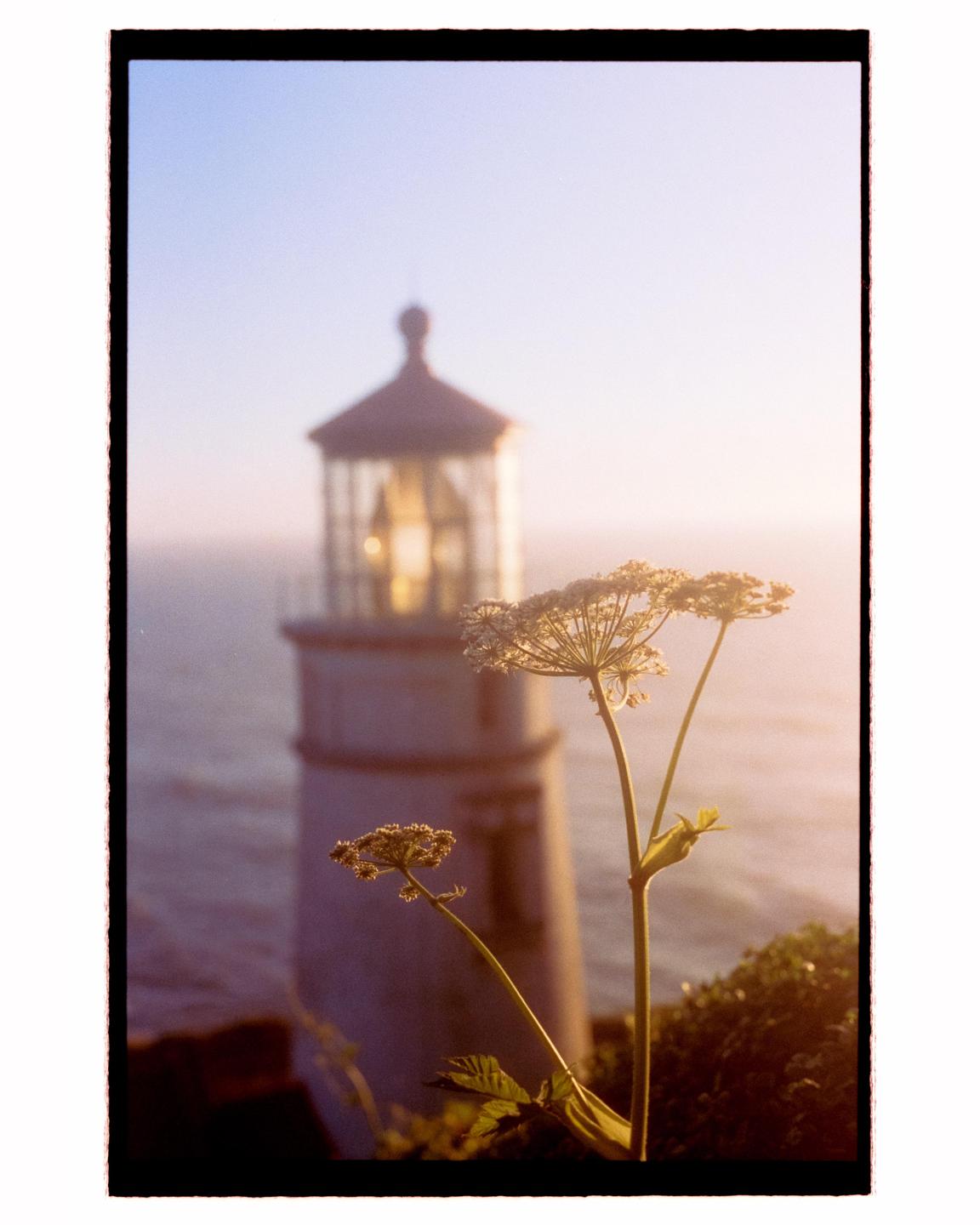 A plant with small white flowers stands in the foreground with a lighthouse and ocean in the background.