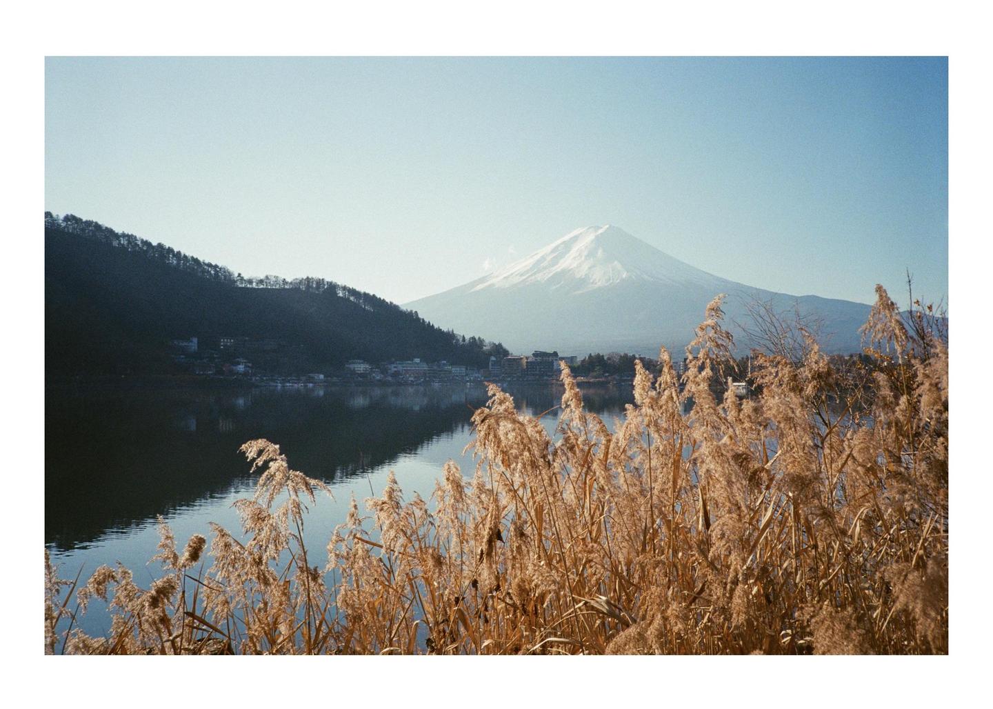 A snow-capped mountain rises behind a lake with a town on its shore, seen through tall golden reeds.