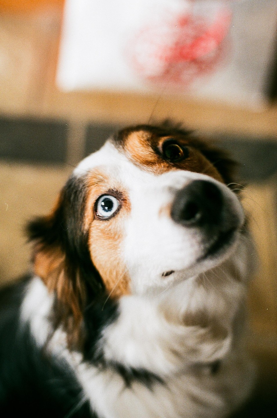 A dog with one blue eye and one brown eye looks up at the camera with its head tilted.