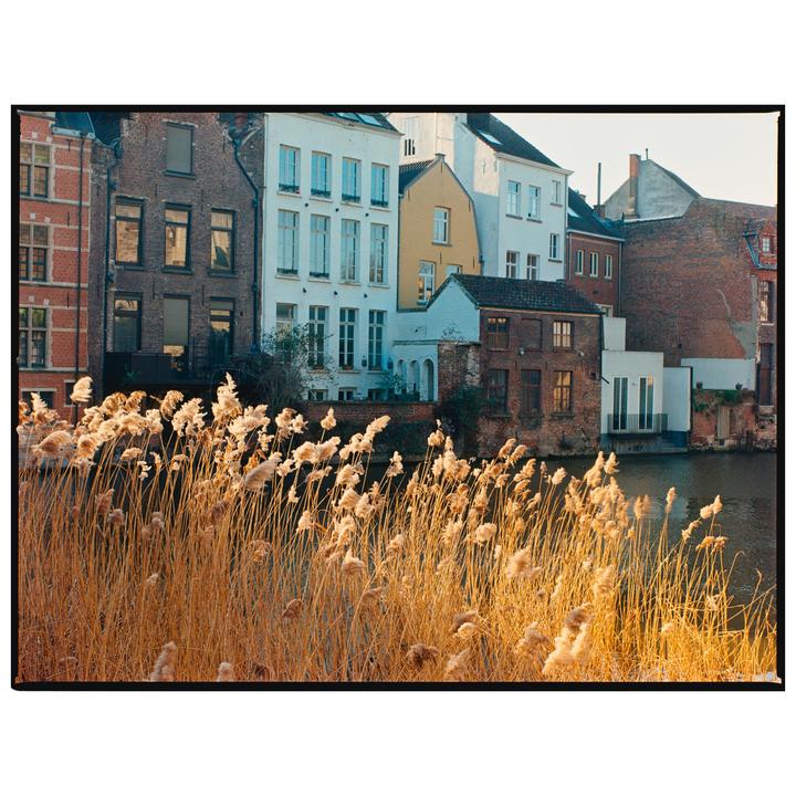Golden reeds grow along a canal with historic buildings in the background.