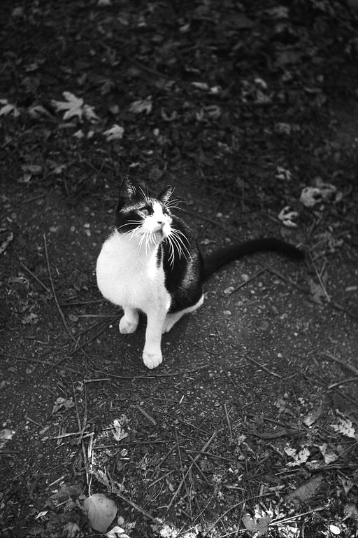 A black and white cat with long whiskers sits on a dirt path covered in leaves and twigs.