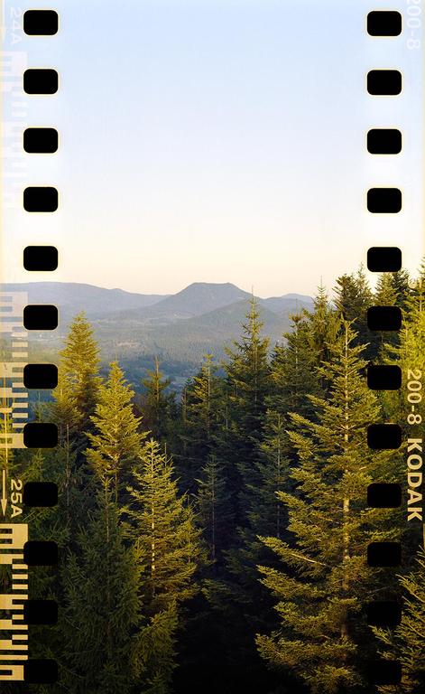 A forest of pine trees fills the bottom of the frame, with mountains and a pale sky above.