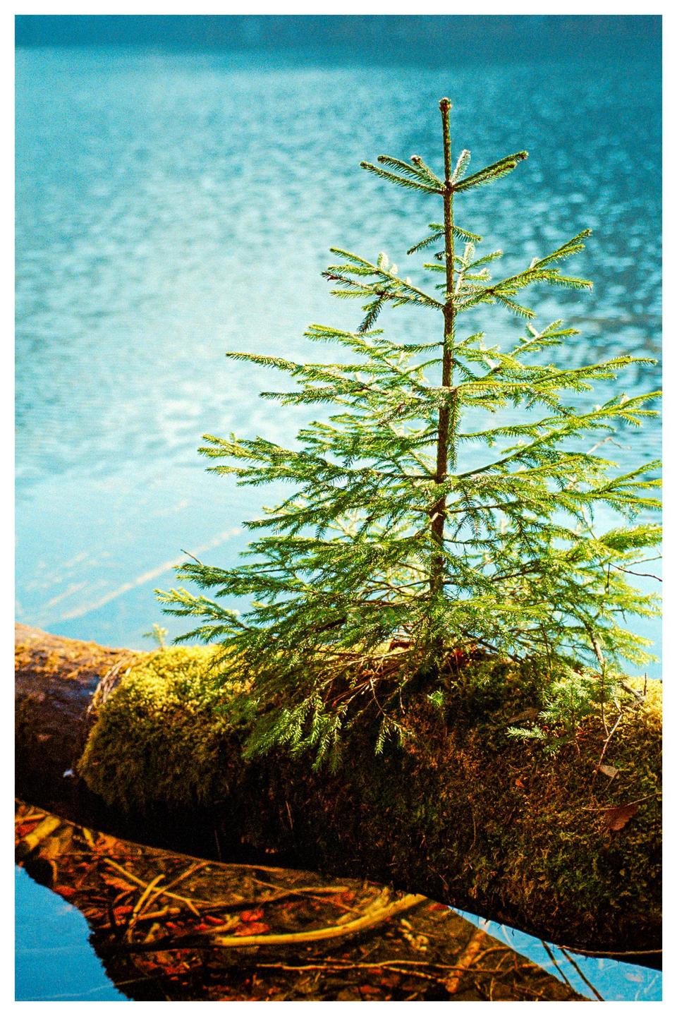 A small evergreen tree grows out of a mossy log partially submerged in a body of water.