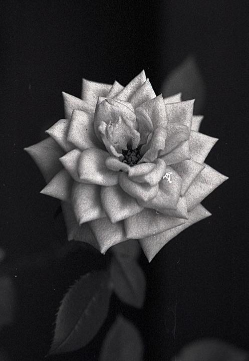 A single rose is centered in a black and white close-up shot.