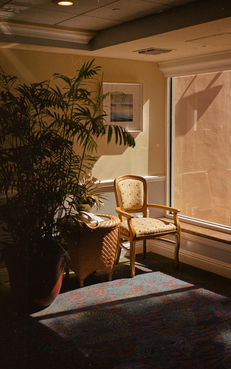 Sunlight streams into a room, illuminating a potted plant, a wicker table with a telephone, and an ornate chair next to a large window.