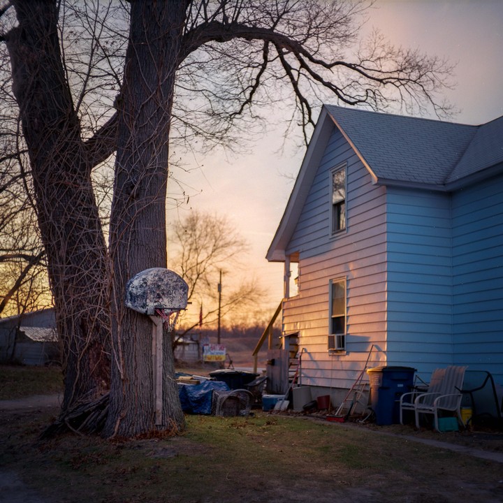 A basketball hoop is attached to a large tree next to a house at sunset.