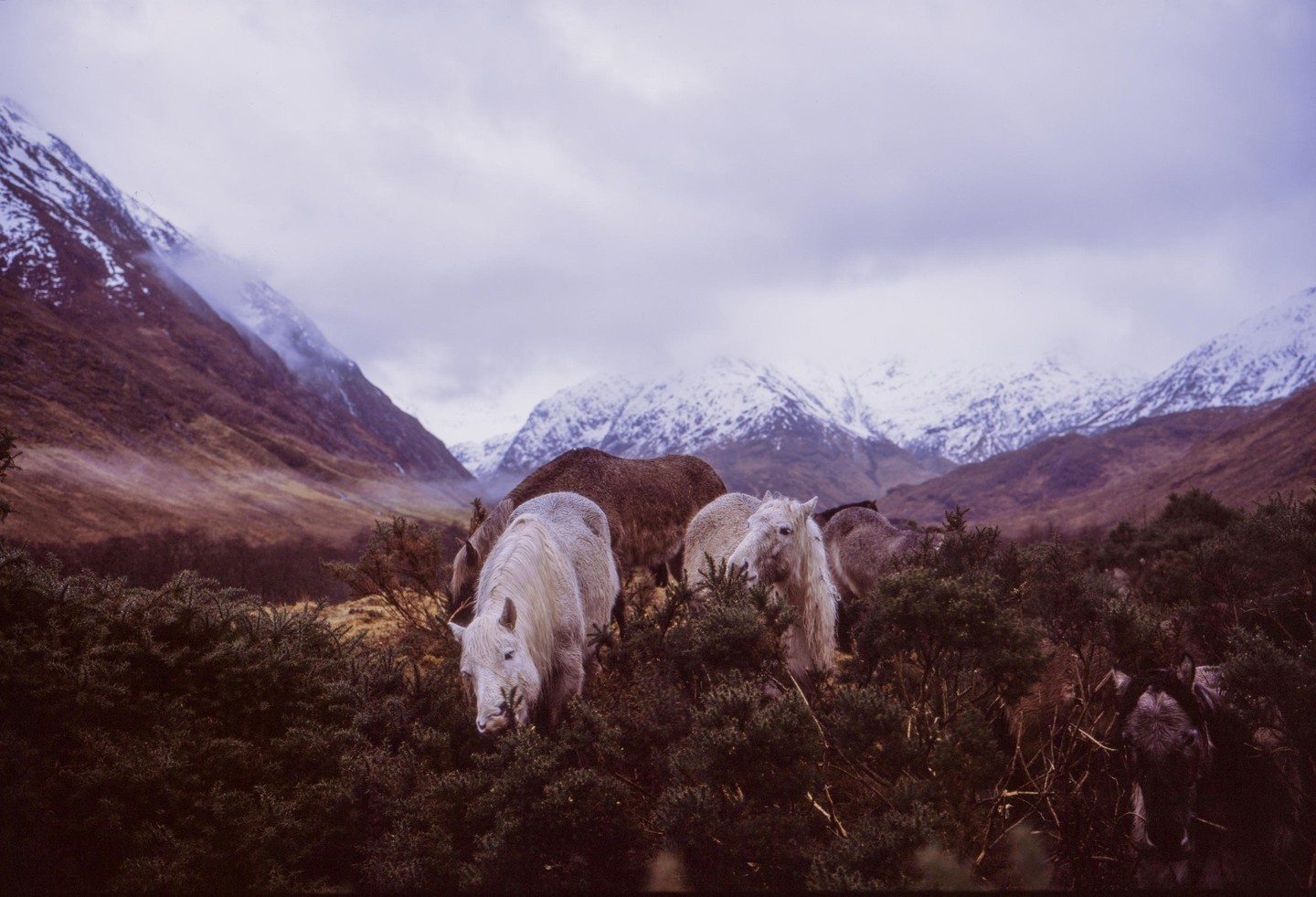 Several horses graze among green bushes with snow-capped mountains and a cloudy sky in the background.